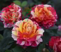 Image 7 of Pre-Order - MAURICE UTRILLO ROSE