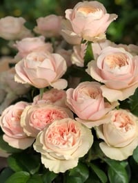 Image 7 of CHIFFON ROSE