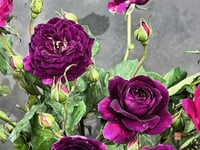 Image 6 of Pre-Order - EBB TIDE ROSE