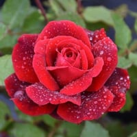 Image 7 of Pre-Order - DON JUAN CLIMBING ROSE
