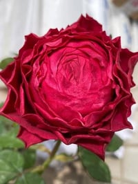 Image 7 of DARCULA’S KISS ROSE