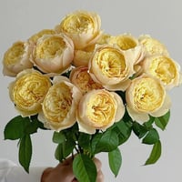 Image 7 of BIRD CHIRP aka QUE JIU ROSE