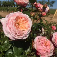 Image 6 of DOMAINE DE CHANTILLY ROSE