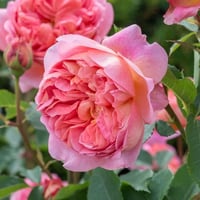 Image 7 of BOSCOBEL ROSE (Auscousin)