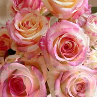 Image 7 of Pre-Order - NI CHANG ROSE