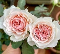 Image 2 of TRANQUILITY ROSE