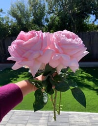 Image 7 of AMAZING GRACE ROSE