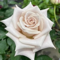 Image 7 of Pre-Order - MENTA ROSE