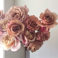 Image 7 of KOKO LOKO ROSE