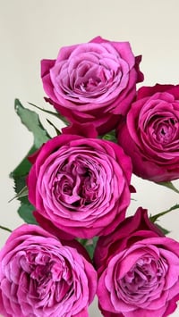 Image 7 of SUSAN ROSE