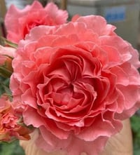 Image 7 of CORAIL GELEE ROSE