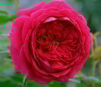 Image 7 of PAS DE DEUX ROSE