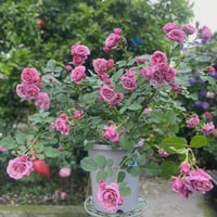 Image 6 of AOI FUGA ROSE