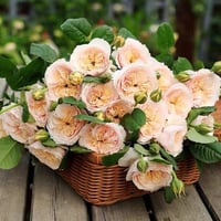 Image 1 of HAN XIAN CLIMBING ROSE