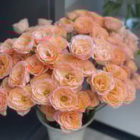 Image 7 of MICKEY BUBBLE ROSE