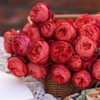 Image 2 of CINNABAR BOWL ROSE