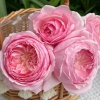 Image 7 of Pre-Order - MISAKI ROSE