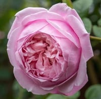 Image 7 of SPIRIT OF FREEDOM CLIMBING ROSE (Ausbite)