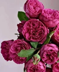 Image 7 of YVES JARDIN PARFUME ROSE