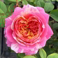 Image 7 of Pre-Order - CLAUDE MONET ROSE