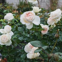 Image 8 of BLUSH SNOW ROSE