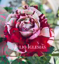Image 1 of Pre-Order - JULIO IGLESIAS ROSE