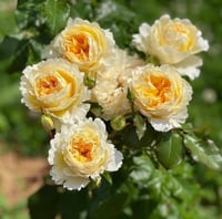 Image 8 of Pre-Order - BEATRICE ROSE