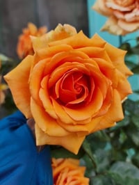 Image 1 of Pre-Order - BORA BORA ROSE