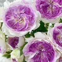 Image 7 of Pre-Order - BLUEMOON STONE ROSE