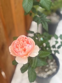 Image 7 of Pre-Order - MASORA ROSE