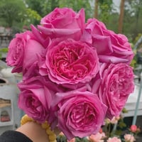 Image 7 of BERNADETTE LAFONT ROSE