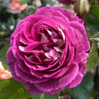 Image 7 of HUDDERSFIELD CHORAL SOCIETY ROSE