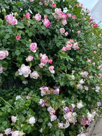 Image 7 of Pre-Order - EDOUARD MANET ROSE