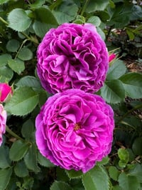 Image 7 of Pre-Order - MINERVA ROSE