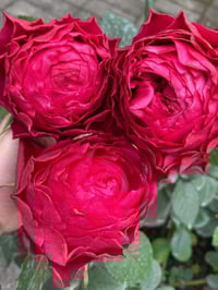 Image 8 of DARCULA’S KISS ROSE