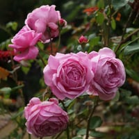 Image 7 of Pre-Order - BISHOP’S CASTLE (AUsbeck)