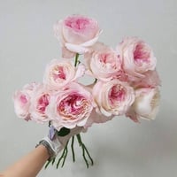 Image 7 of Pre-Order - KEIRA ROSE  (AUSboxer) 