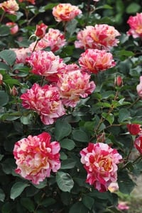 Image 8 of Pre-Order - MAURICE UTRILLO ROSE