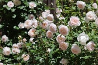 Image 7 of DESDEMONA ROSE (Auskindling)