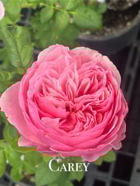 Image 1 of CAREY ROSE (Ausweather)