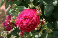 Image 8 of Pre-Order - GOSPEL ROSE