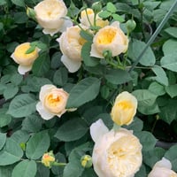 Image 8 of BIRD CHIRP aka QUE JIU ROSE