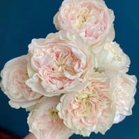 Image 8 of CHIFFON ROSE
