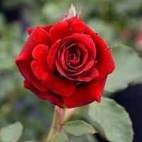 Image 8 of Pre-Order - DON JUAN CLIMBING ROSE