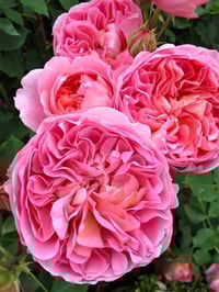 Image 8 of BOSCOBEL ROSE (Auscousin)