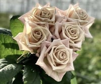 Image 8 of Pre-Order - MENTA ROSE