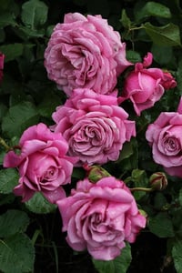 Image 8 of AGNES SCHILLINGER ROSE