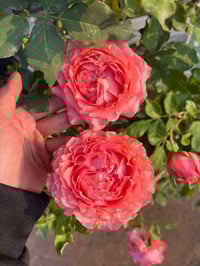 Image 8 of CORAIL GELEE ROSE