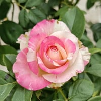 Image 8 of Pre-Order - NI CHANG ROSE