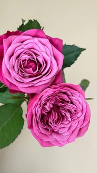 Image 8 of SUSAN ROSE